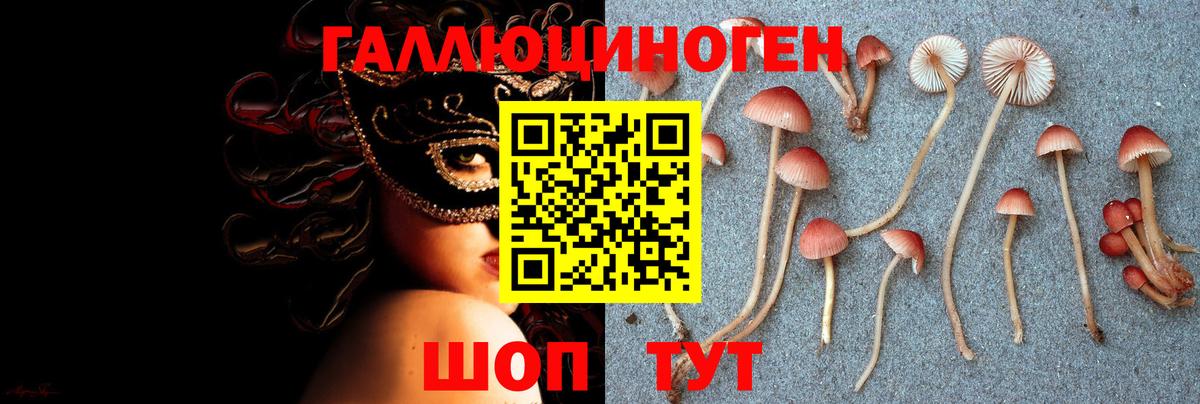 Псилоцибиновые грибы Psilocybe Рославль
